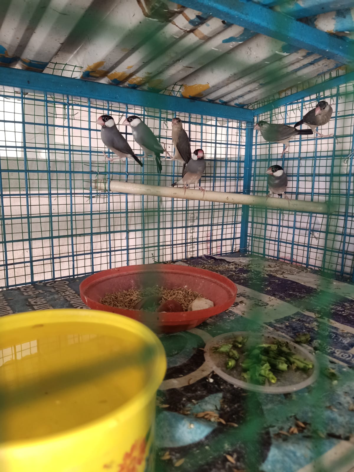 Java sparrow Bird